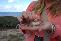Peromyscus fraterculus