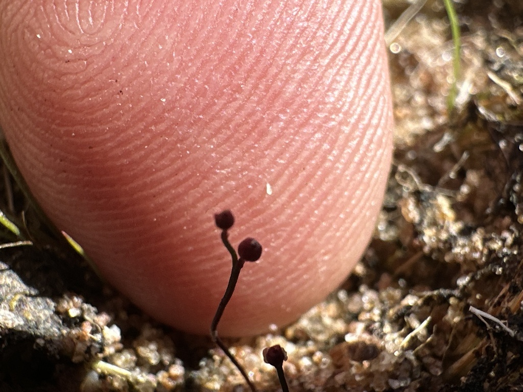 Utricularia simmonsii Lowrie, Cowie & Conran 4