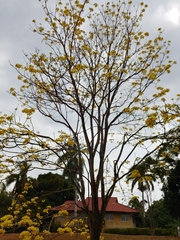 Handroanthus