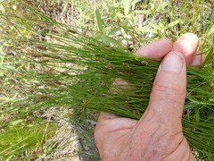 Eleocharis occulta
