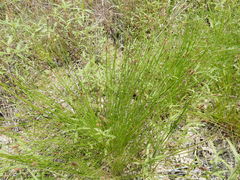 Eleocharis occulta