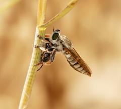 Megaphorus pallidus