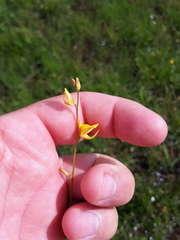 Utricularia laxa