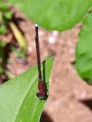 Oxyagrion terminale