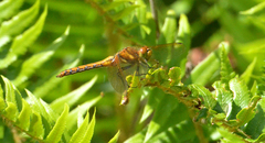 Sympetrum madidum