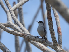 Polioptila nigriceps
