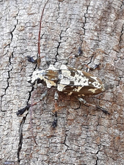 Steirastoma marmoratum