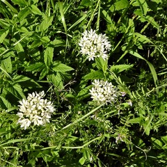 Allium fraseri