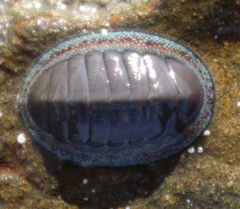 Chiton glaucus