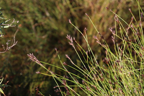 Image of Restio capensis by (c) Tony Rebelo, some rights reserved (CC BY-SA)