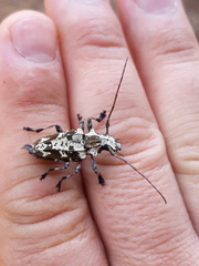 Steirastoma marmoratum