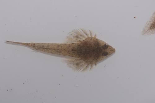 Australian darter dragonet (Callionymus macdonaldi) — Callionymidae — 5