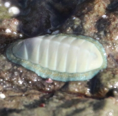 Chiton glaucus
