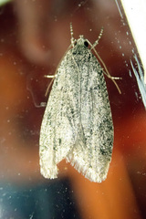Semioscopis inornata