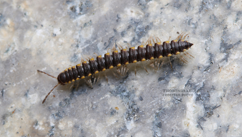 Chondromorpha xanthotricha