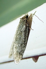 Semioscopis inornata