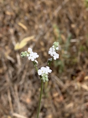 Cryptantha flaccida