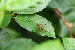 Ichneumenoptera punicea
