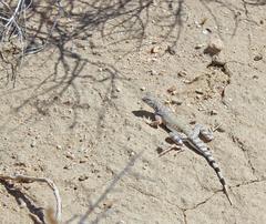 Callisaurus draconoides rhodostictus
