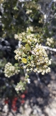 Ceanothus pauciflorus