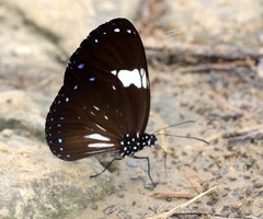 Euploea radamanthus