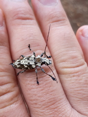 Steirastoma marmoratum