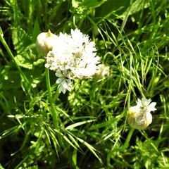 Allium fraseri
