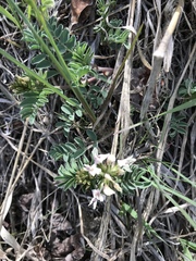 Astragalus cibarius