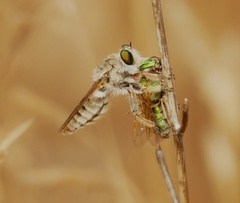 Megaphorus willistoni