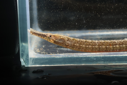 Blue spotted pipefish (Hippichthys cyanospilos) — Syngnathidae