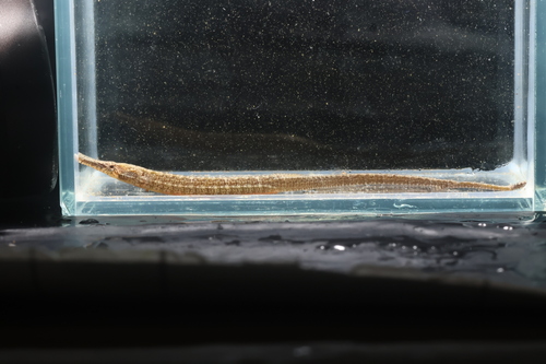 Blue spotted pipefish (Hippichthys cyanospilos) — Syngnathidae — 3