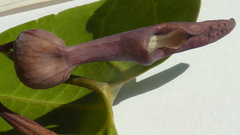 Aristolochia tamnifolia