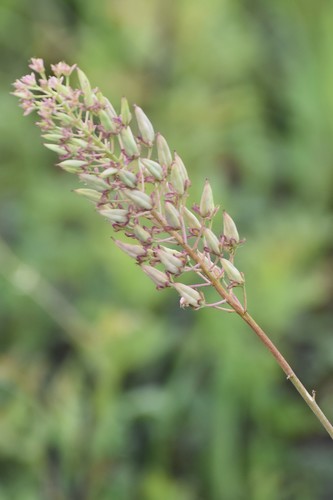 Stenanthium densum image