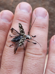 Steirastoma marmoratum