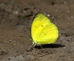 Eurema nicevillei