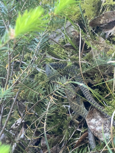 iNaturalist observation photo of Northern Alligator Lizard