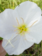 Oenothera albicaulis