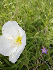 Oenothera albicaulis