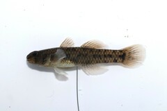 Northern Snubnose Goby photo 2