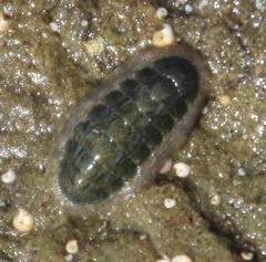 Ischnochiton maorianus
