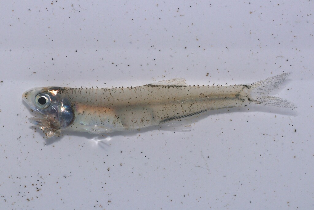Gulf of Carpenteria Anchovy