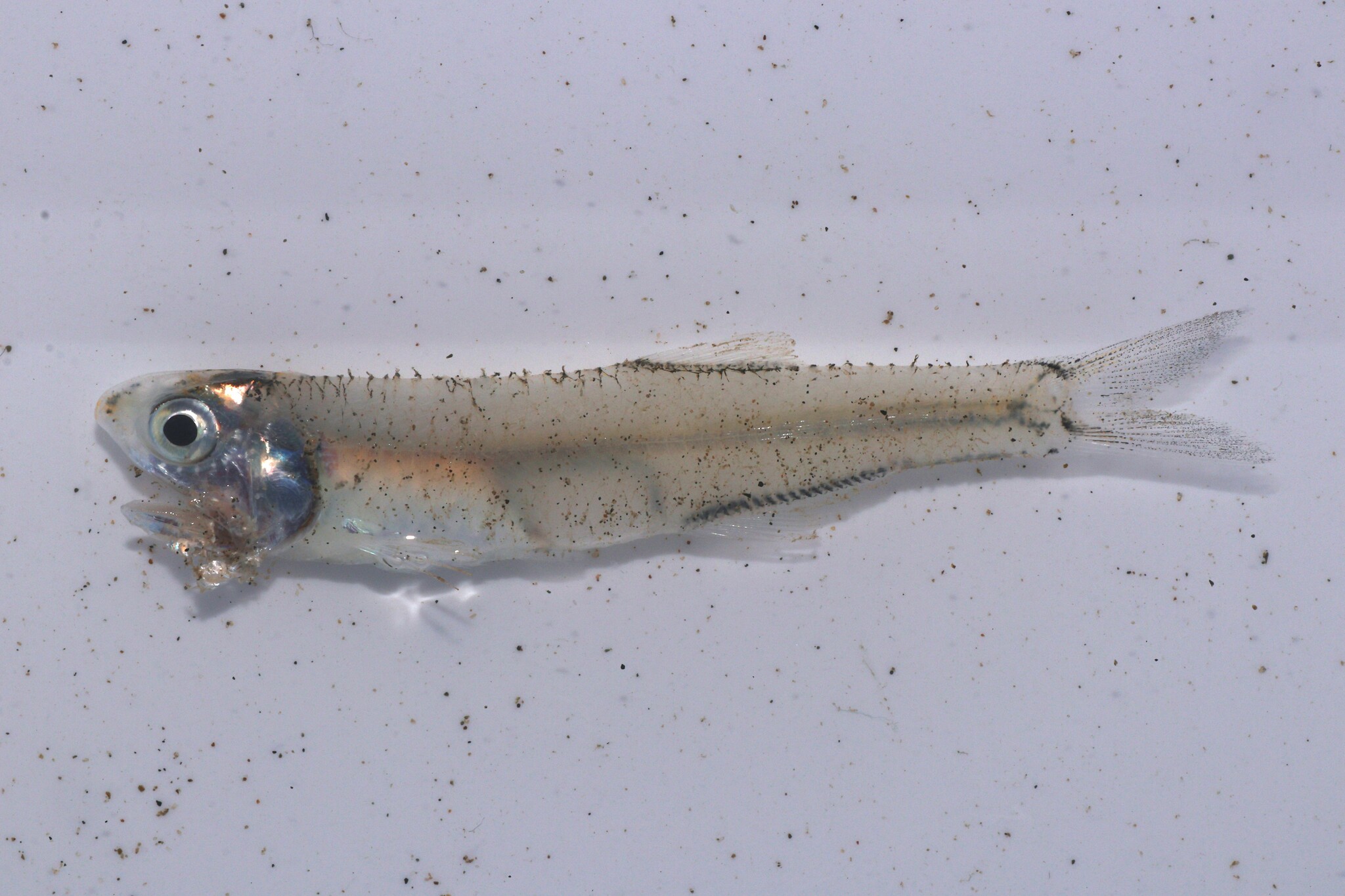 Gulf of Carpenteria Anchovy photo 2