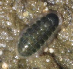 Ischnochiton maorianus