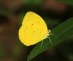 Eurema nicevillei
