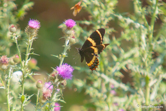 Papilio garamas garamas