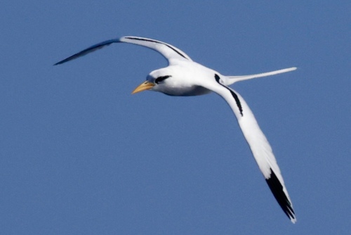 White-tailed Tropicbird