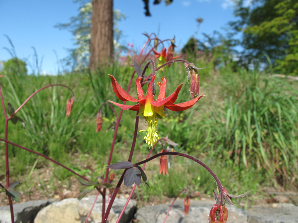 Aquilegia formosa var. formosa