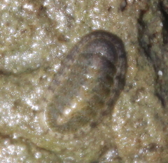 Ischnochiton maorianus