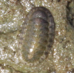 Ischnochiton maorianus