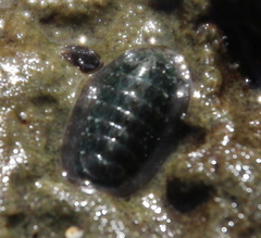 Ischnochiton maorianus